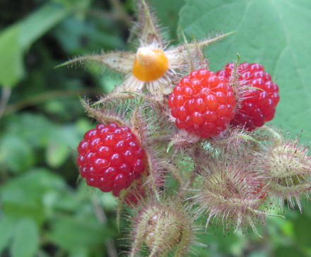 photo of wineberries