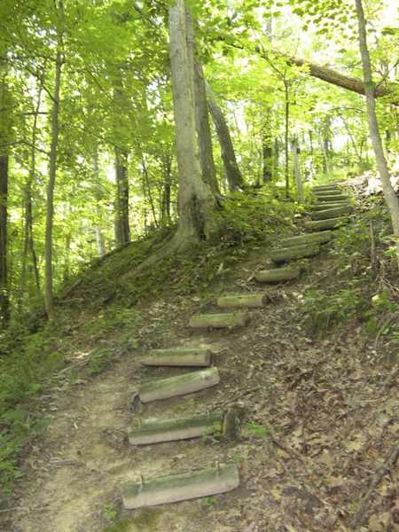 photo of path up through the Forest Glen Preserve