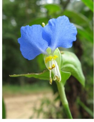 photo of Blue Flower