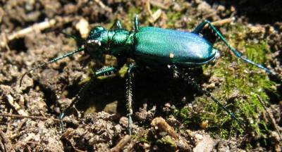 photo of a green beetle