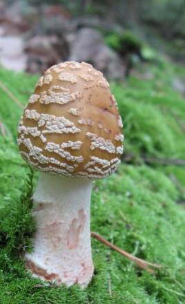 photo of a mushroom