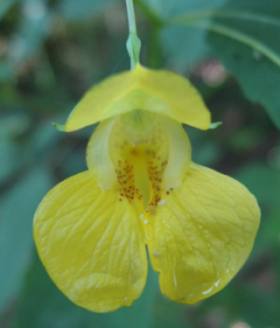 photo of Yellow Flower in Parfreys Glen