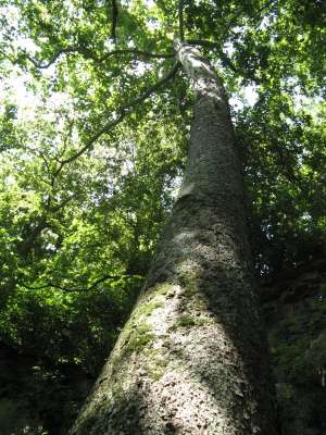 photo of Tree at the Clifton Gorge State Nature Preserve